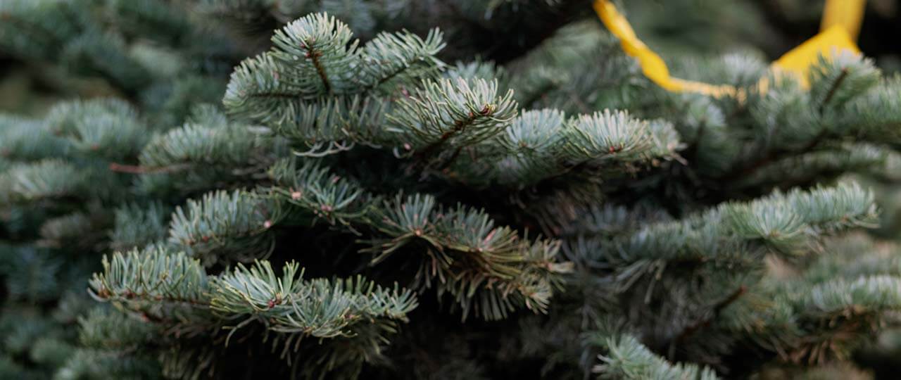 christmas-tree-farm-6