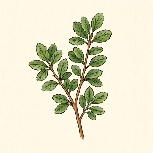 krzewy lisciaste